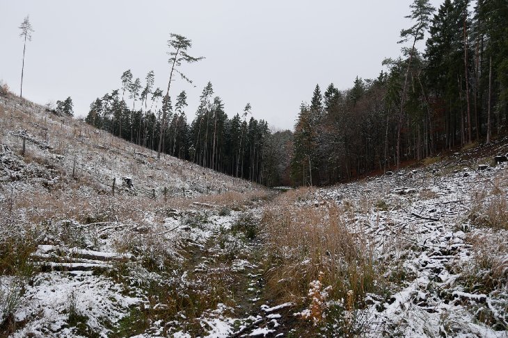 Zubři 6