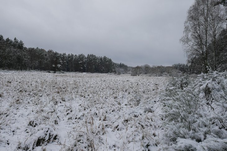 Zubři 6