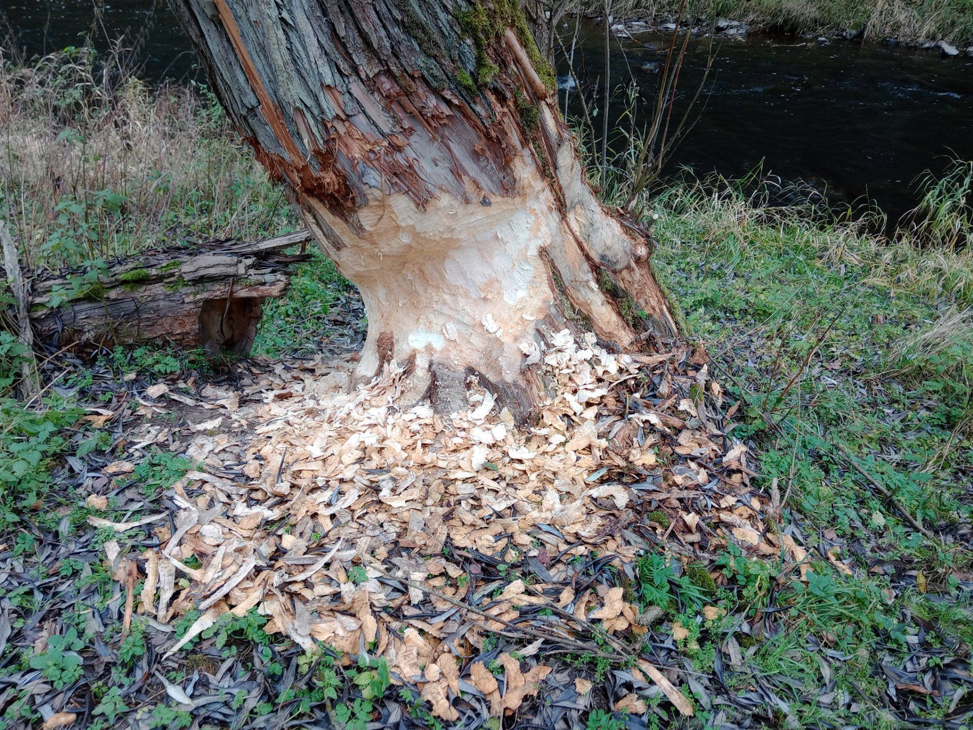 Strom ohryzaný od bobra. Bobr nikde