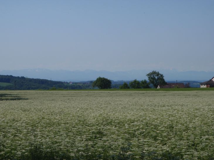 Raní výhled na Alpy