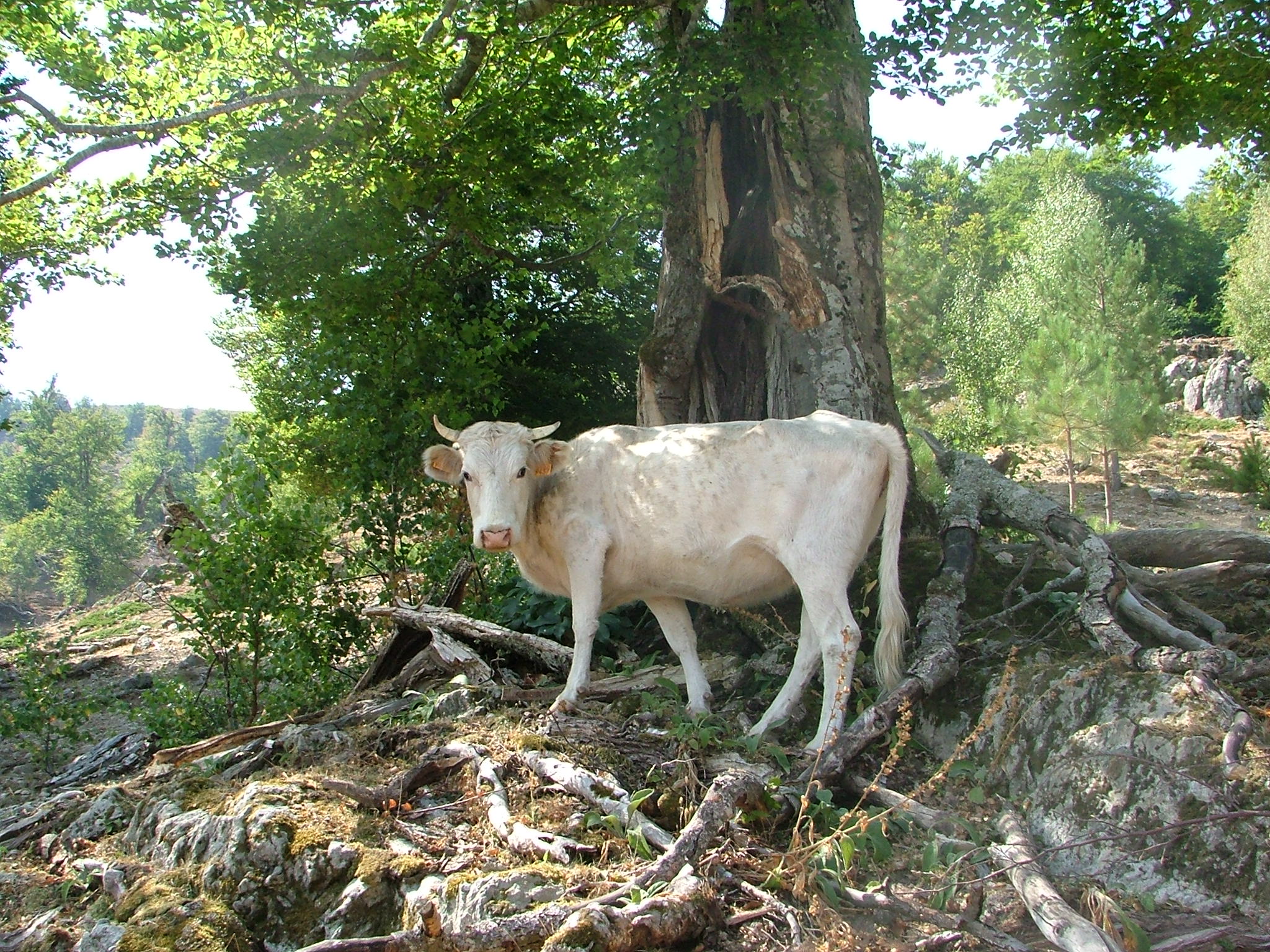 Kráva..