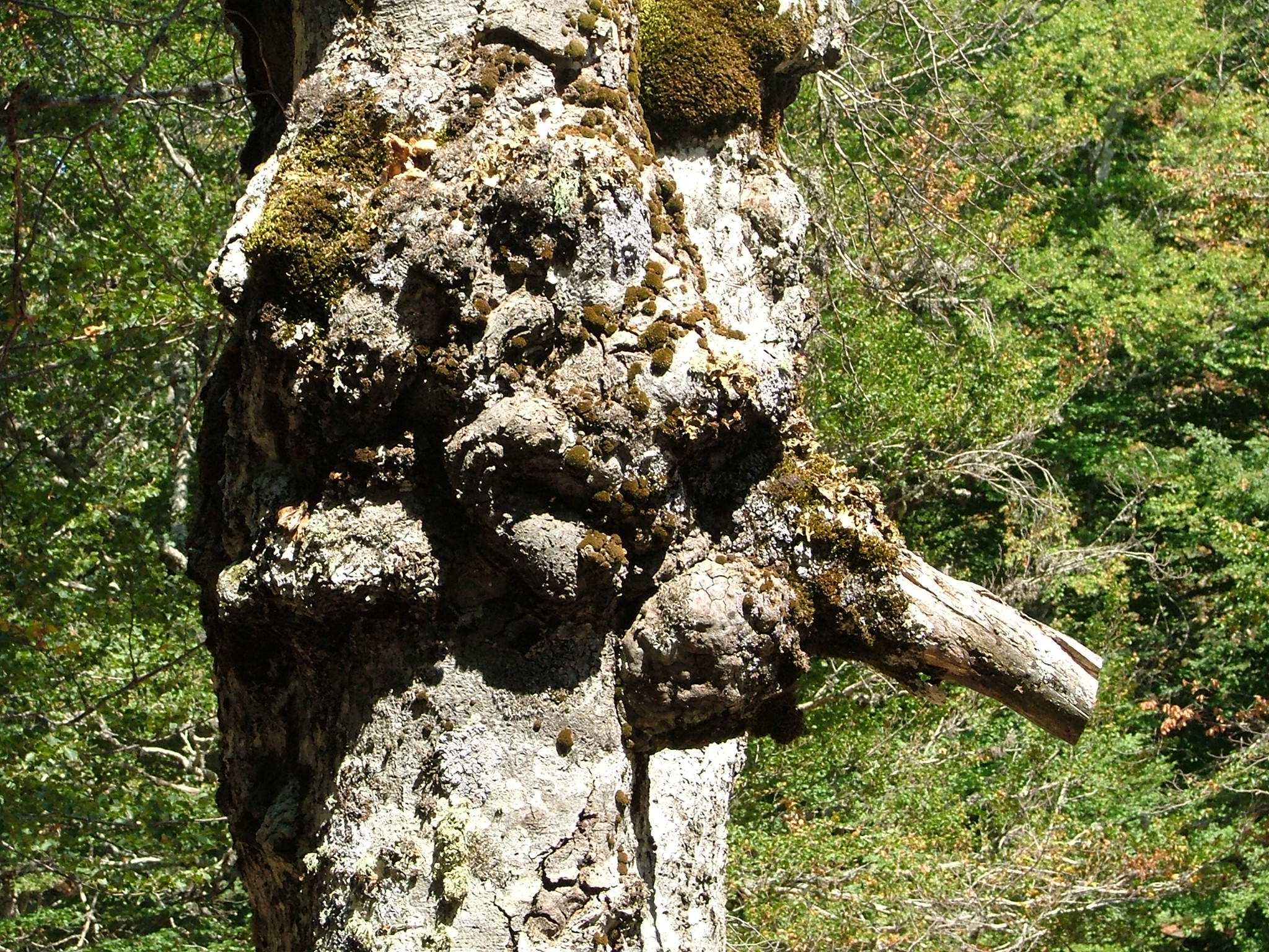 ...jeden z mnoha podivných útvarů po cestě na Monte Incudinde
