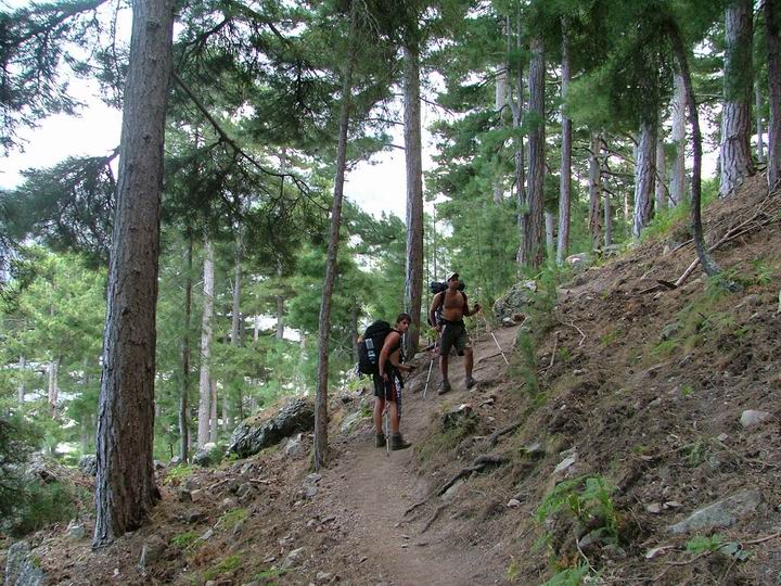 Kosika
