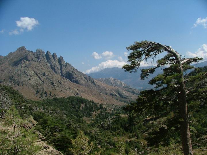 Kosika