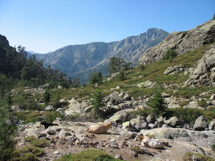 Kosika
