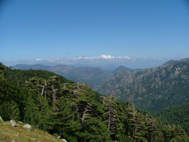 Kosika