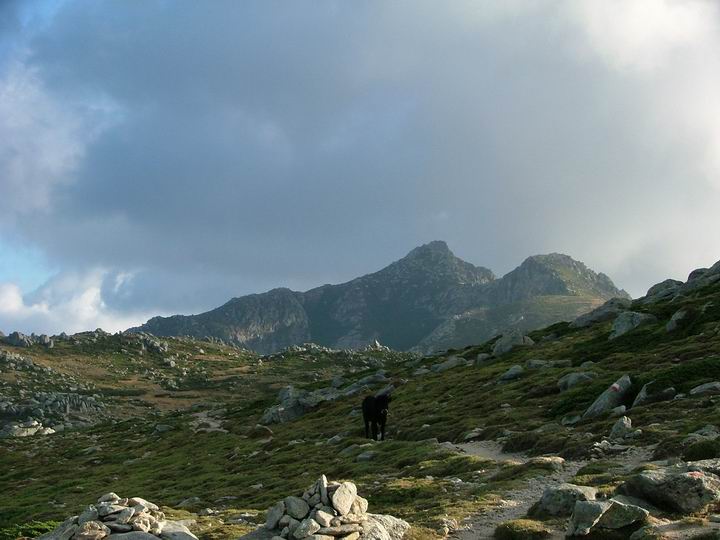 Kosika