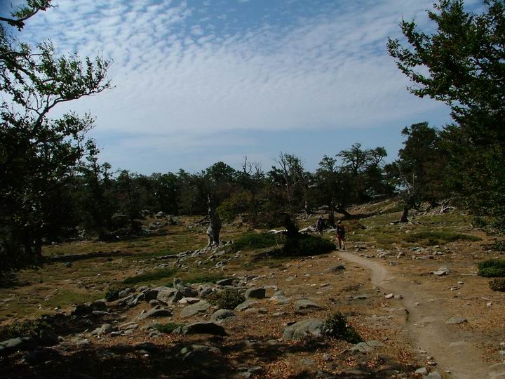 Kosika