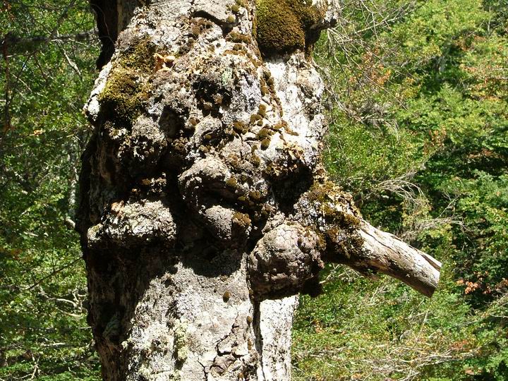 ...jeden z mnoha podivných útvarů po cestě na Monte Incudinde
