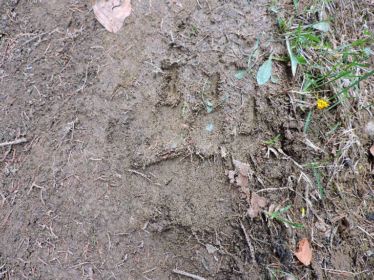 Medvědí stopa!! a přímo na turistické cestě:-D. Stopy byly nejspíš z předešlé noci. Medvěd pochodoval přímo po cestě cca 300m pak stopy zmizely v lese. Po chvíli jsme ucítili i medvědí smrad:-D. Medvěd byl jistě nablízku.
