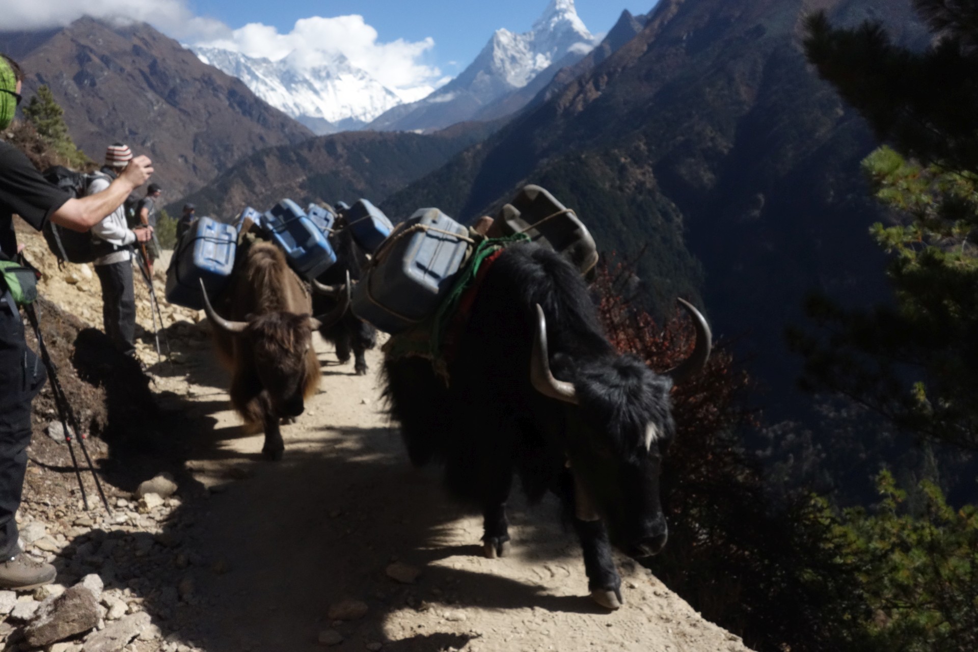 Cesta z Namche bazar do Tengboche je hodně široká....I tak byl občas problém karavaně jaků uhnout.