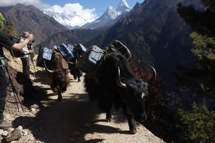 Cesta z Namche bazar do Tengboche je hodně široká....I tak byl občas problém karavaně jaků uhnout.