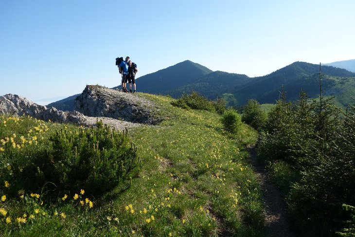 Roháče