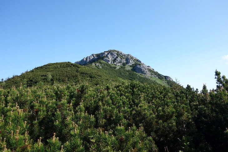 Roháče