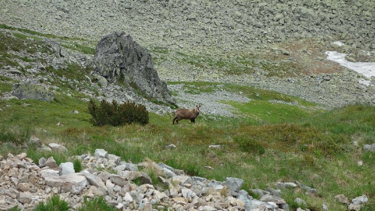 Roháče