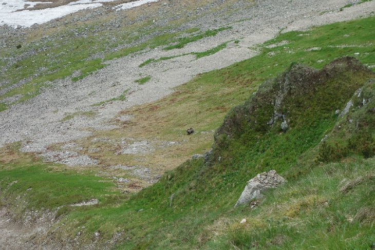 Roháče