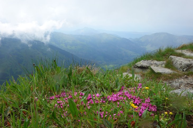 Roháče