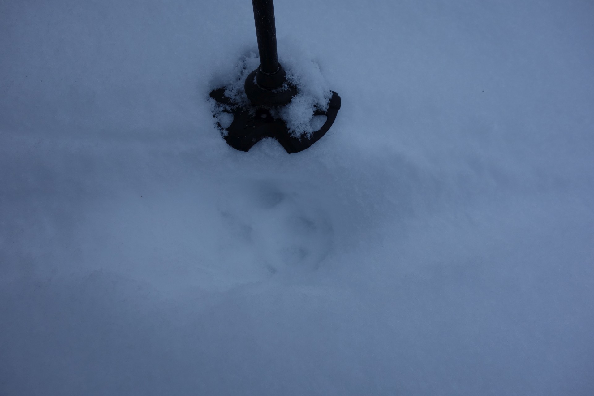 Na chvíli nás zaměstnal Rys, který nás chtěl sežrat. My jsme se však ubránili. Vyfotit jsme ale stihli jen tyto jeho stopy.