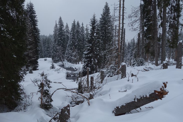Sněžnice - Šumava