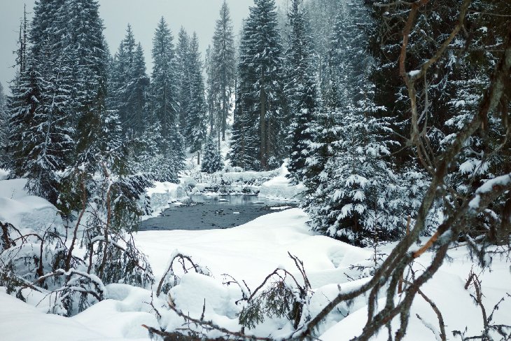 Sněžnice - Šumava