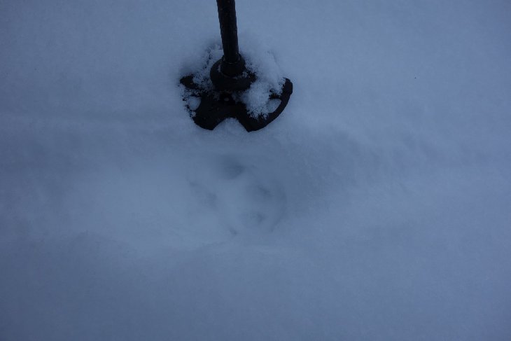 Na chvíli nás zaměstnal Rys, který nás chtěl sežrat. My jsme se však ubránili. Vyfotit jsme ale stihli jen tyto jeho stopy.