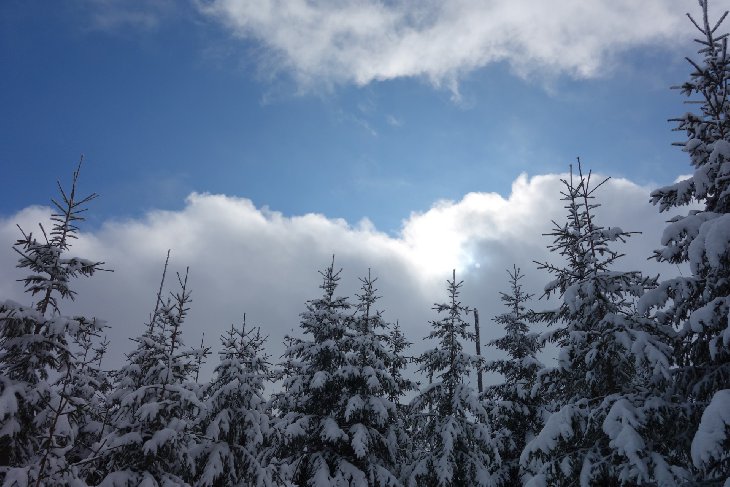 Sněžnice - Šumava