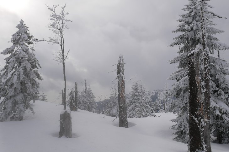 Sněžnice - Šumava