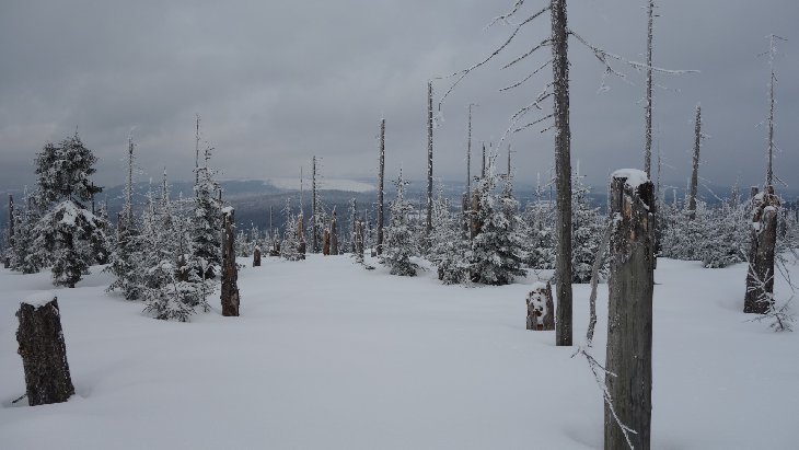 Sněžnice - Šumava