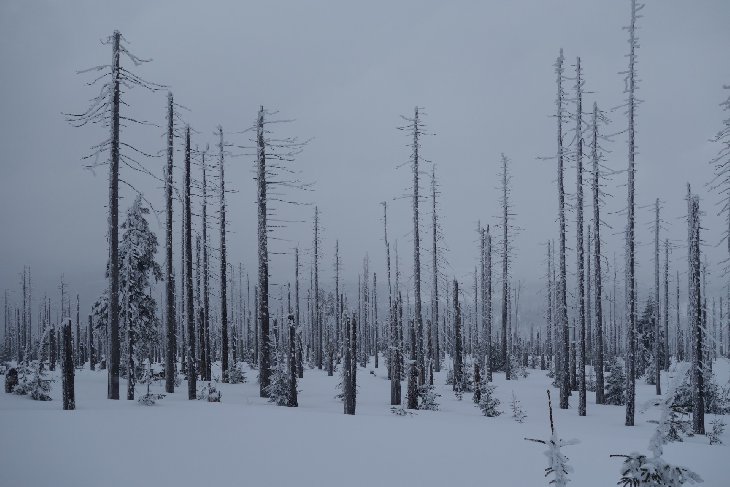 Sněžnice - Šumava
