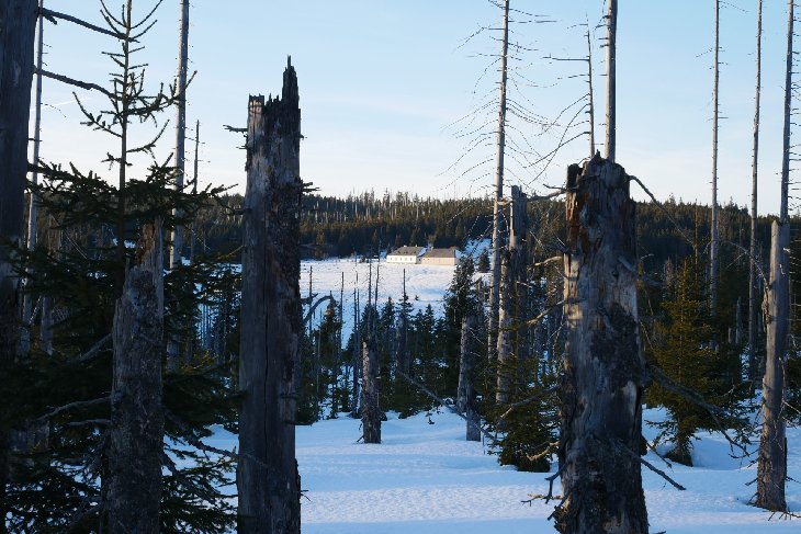 Sněžnice - Šumava