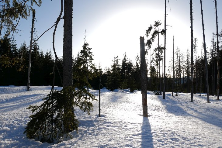 Sněžnice - Šumava