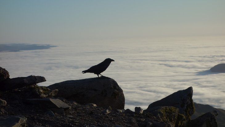 Pták na vrcholu Snowdonu