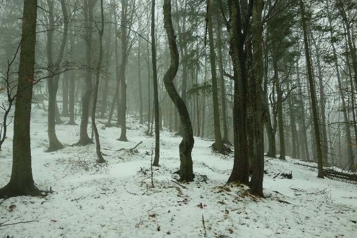 Magický les...