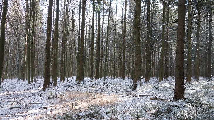 Žďárské vrchy