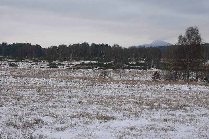 Zubři 5