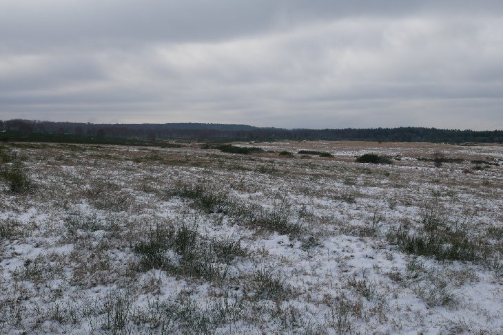 Zubři 5