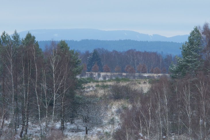 Zubři 5