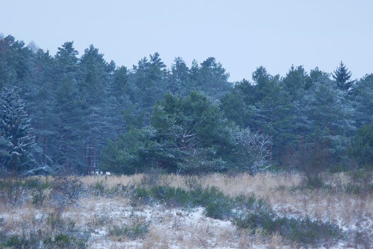 Zubři 5