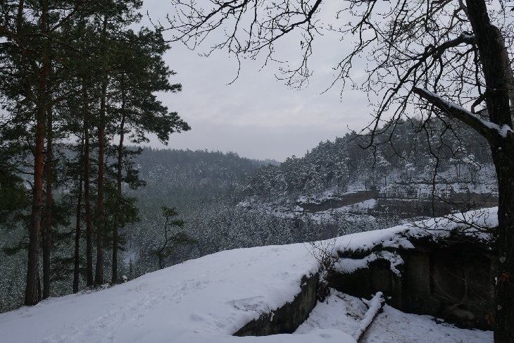 Zubři 5
