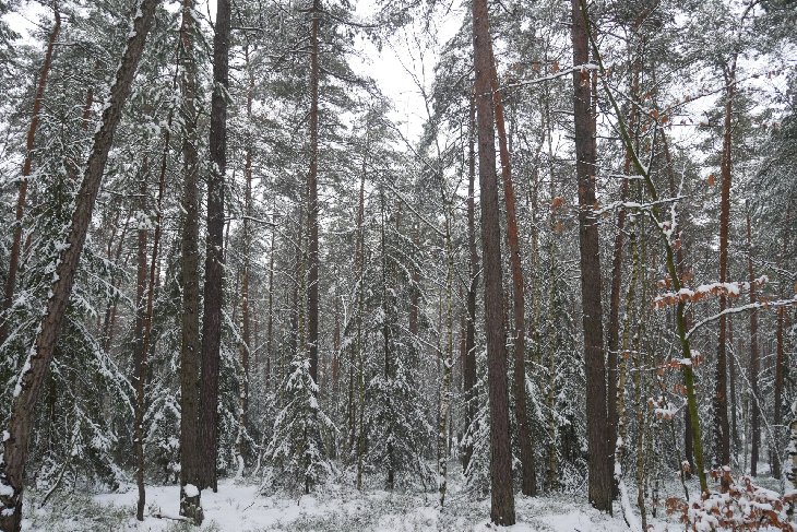 Zubři 5