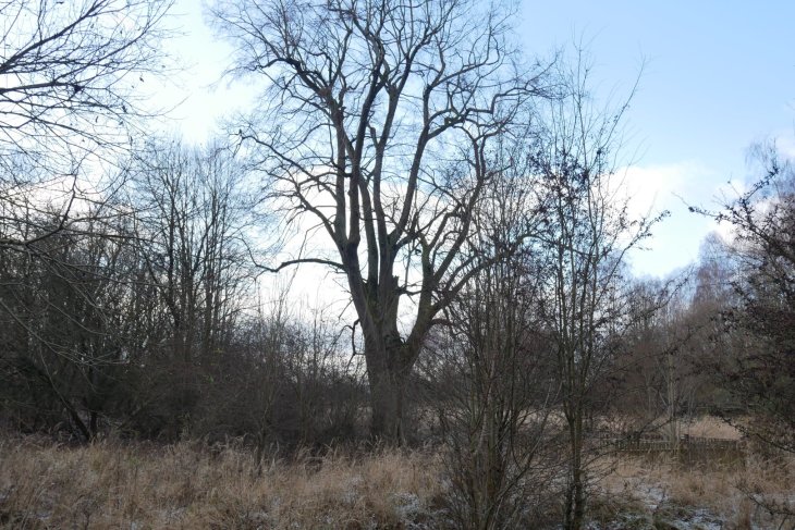 Zubři 7