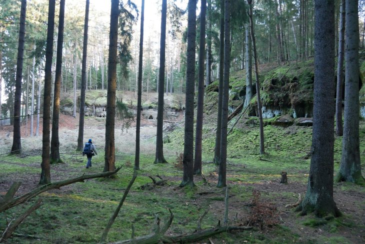 Zubři 7