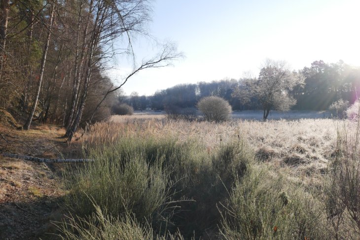 Zubři 7