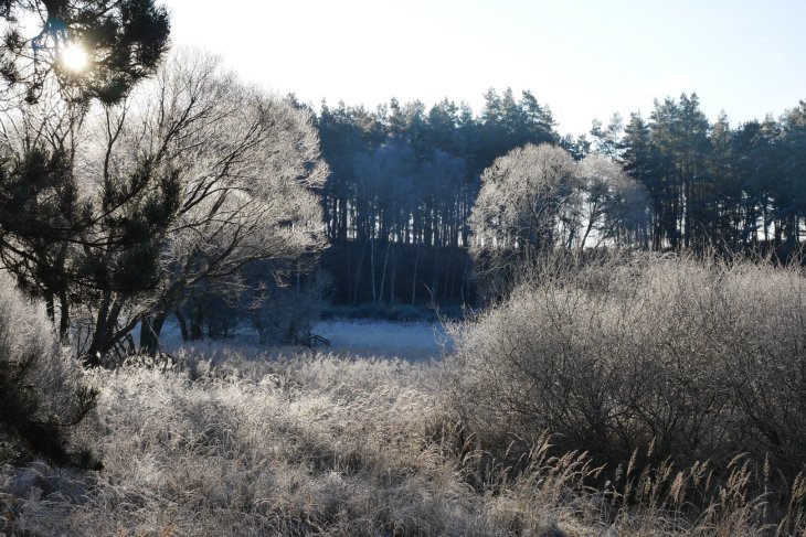 Zubři 7