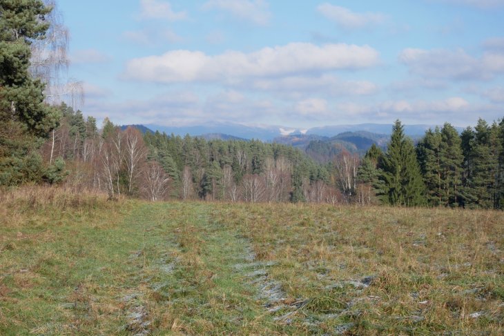 Zubři 7