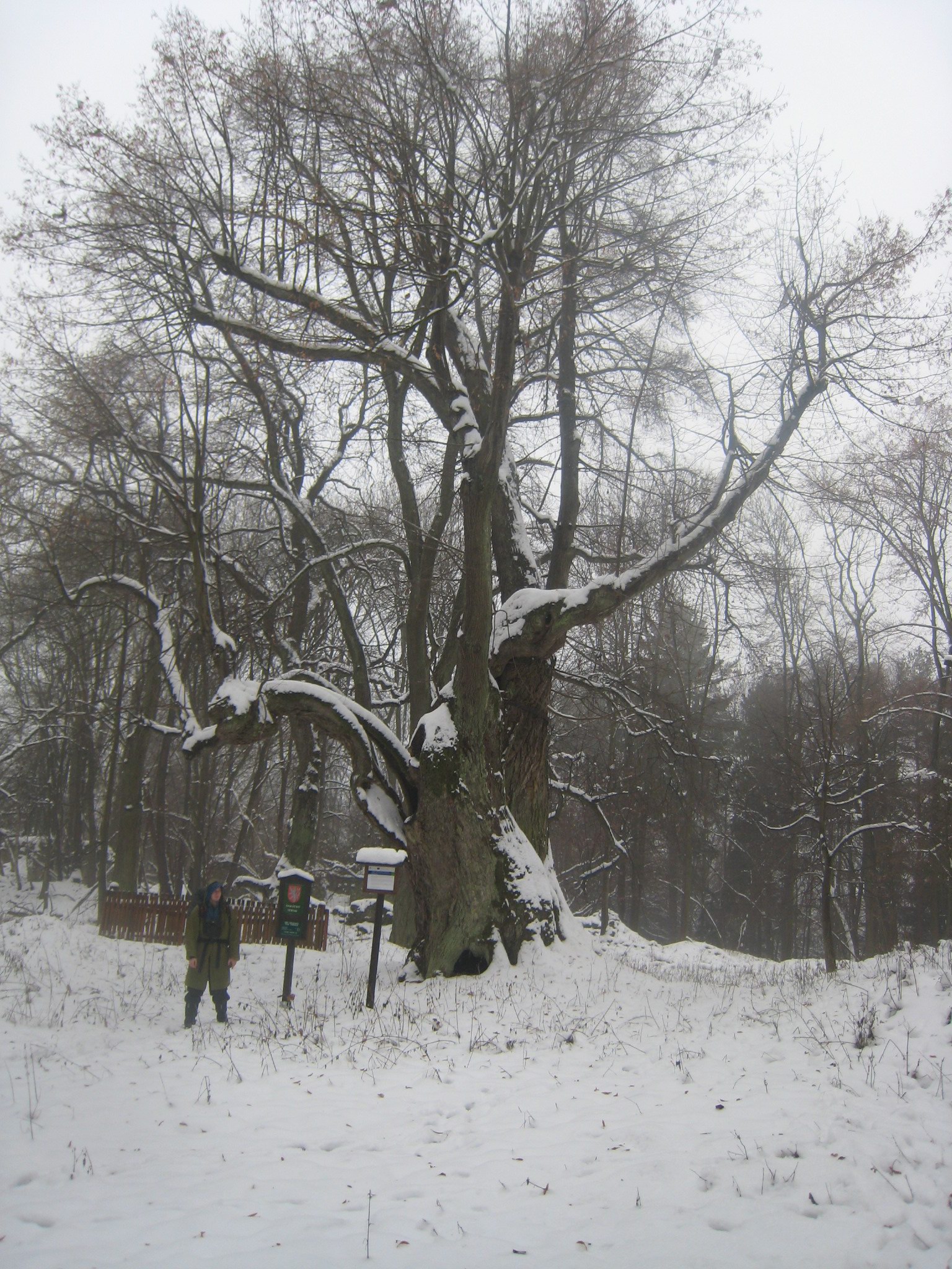 Památný strom