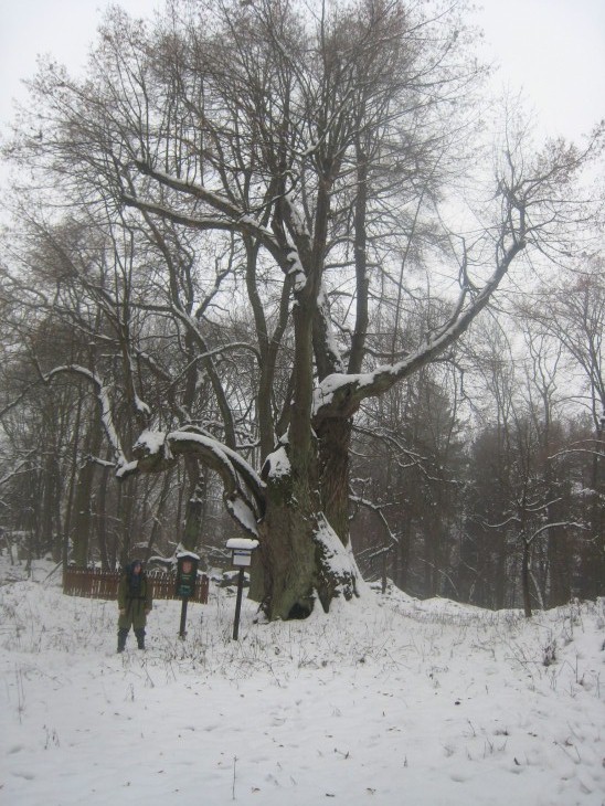 Památný strom
