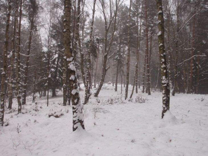 Zubři