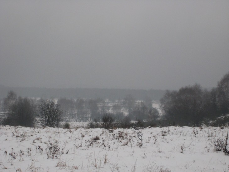 Zubři