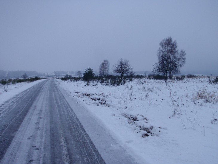 Zubři